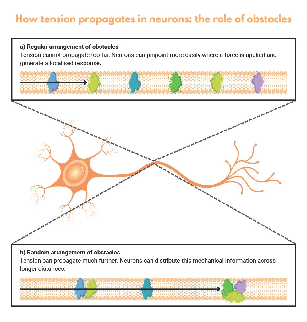 How tension propagates in neurons: the role of obstacles. Credit: ICFO.